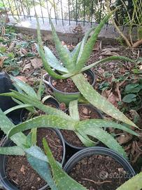 aloe vera