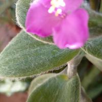 Trandescai Sillamontana