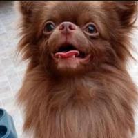 Stallone di chihuahua russo con pedigree Enci