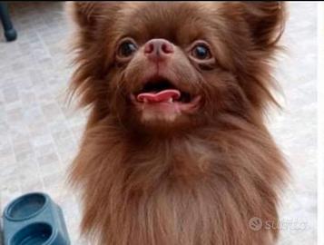 Stallone di chihuahua russo con pedigree Enci