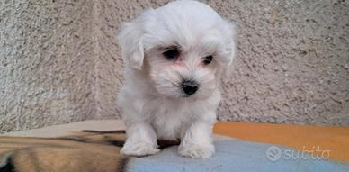 Maltese toy