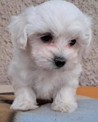 Maltese toy