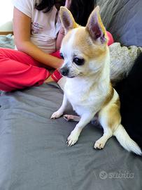 Chihuahua per accompagnamento