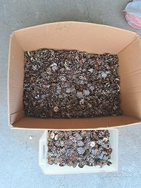 Componenti elettronici - 3 Kg di trimmer