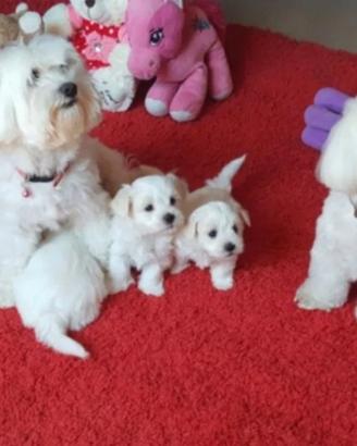 Maltese toy