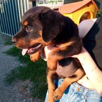 Rottweiler