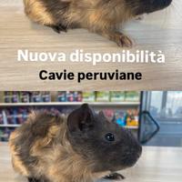 Cavia peruviana