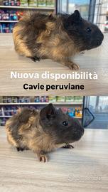 Cavia peruviana