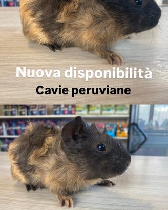 Cavia peruviana