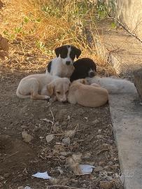 Cuccioli e mamma desiderosi di affetto