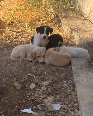 Cuccioli e mamma desiderosi di affetto