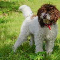 Lagotto Romagnolo per accoppiamento