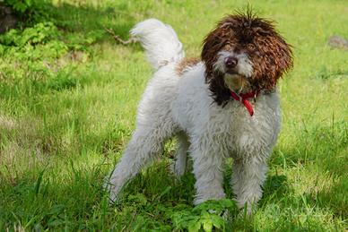 Lagotto Romagnolo per accoppiamento