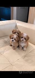 Maltipoo Mini Toy Disponibili Subito