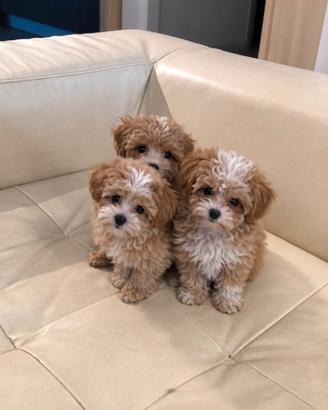 Maltipoo Mini Toy Disponibili Subito