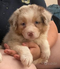 Cuccioli di australian shepherd