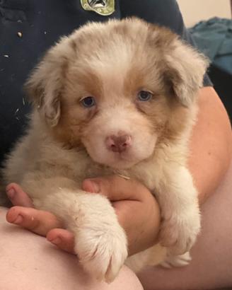 Cuccioli di australian shepherd