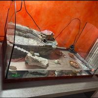 Tartarughiera grande