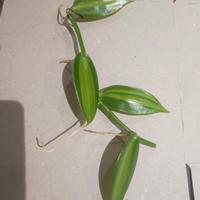 vanilla planifolia 