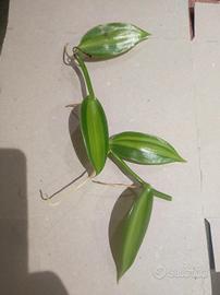 vanilla planifolia 