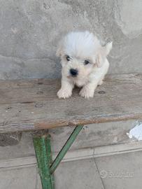 Maltese