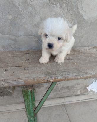 Maltese