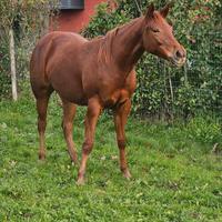 Puledra 2 anni