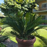 pianta cycas