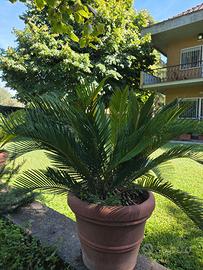 pianta cycas