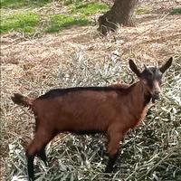 Capretti di camosciata delle Alpi