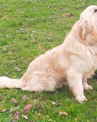 Golden retriever maschio
