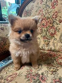Chihuahua mini toy