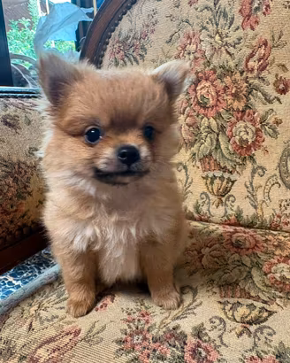 Chihuahua mini toy