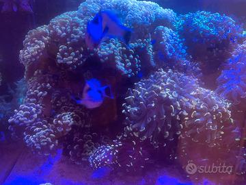 Coralli lps euphyllia
