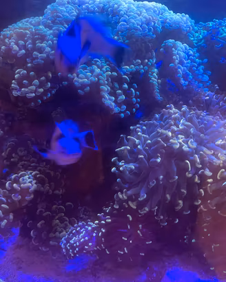 Coralli lps euphyllia