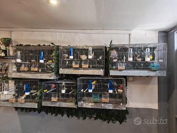 Canarini e cardellini