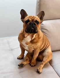 Bulldog francese
