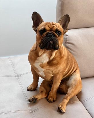 Bulldog francese