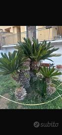 Piante Cycas