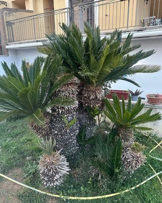 Piante Cycas