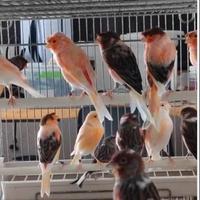 Arlecchini portoghesi foi 2025 buon prezzo