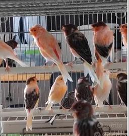 Arlecchini portoghesi foi 2025 buon prezzo