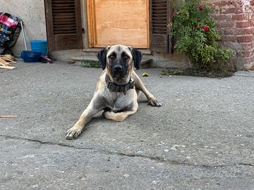 Femmina di Kangal di un anno