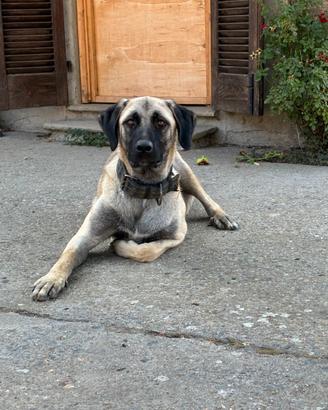 Femmina di Kangal di un anno