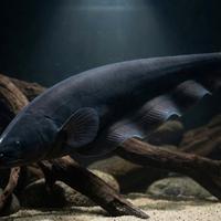 Pesce Coltello Apteronotus Albifrons - 30cm