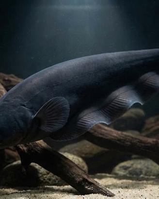 Pesce Coltello Apteronotus Albifrons - 30cm