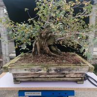 Bonsai di olmo molto vecchio 