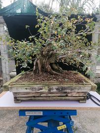 Bonsai di olmo molto vecchio 