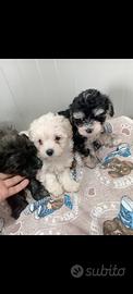 Maltipoo