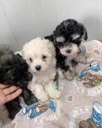 Maltipoo